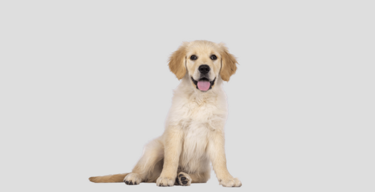 Dog on a grey background