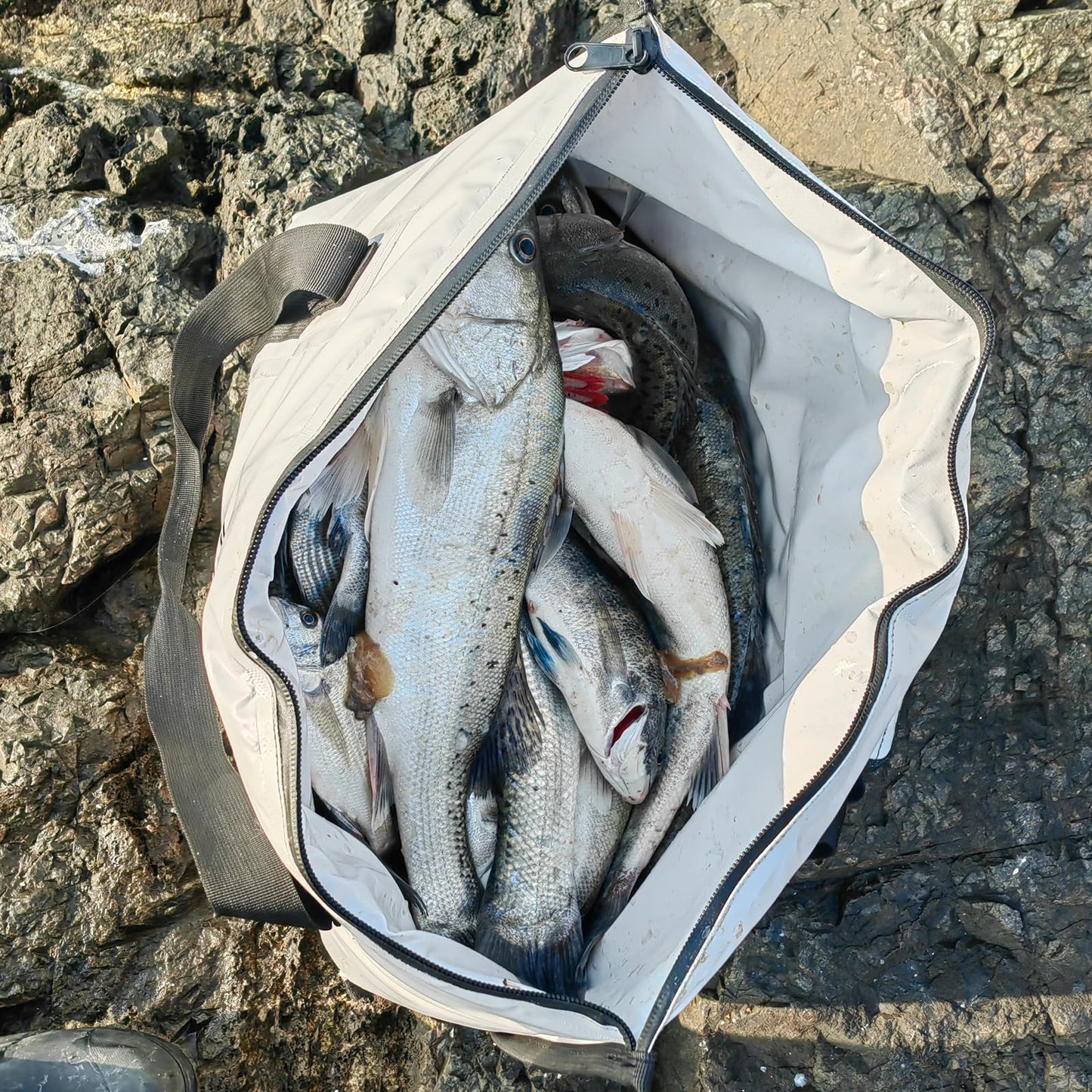 Open white fish cooler bag filled with silver fish
