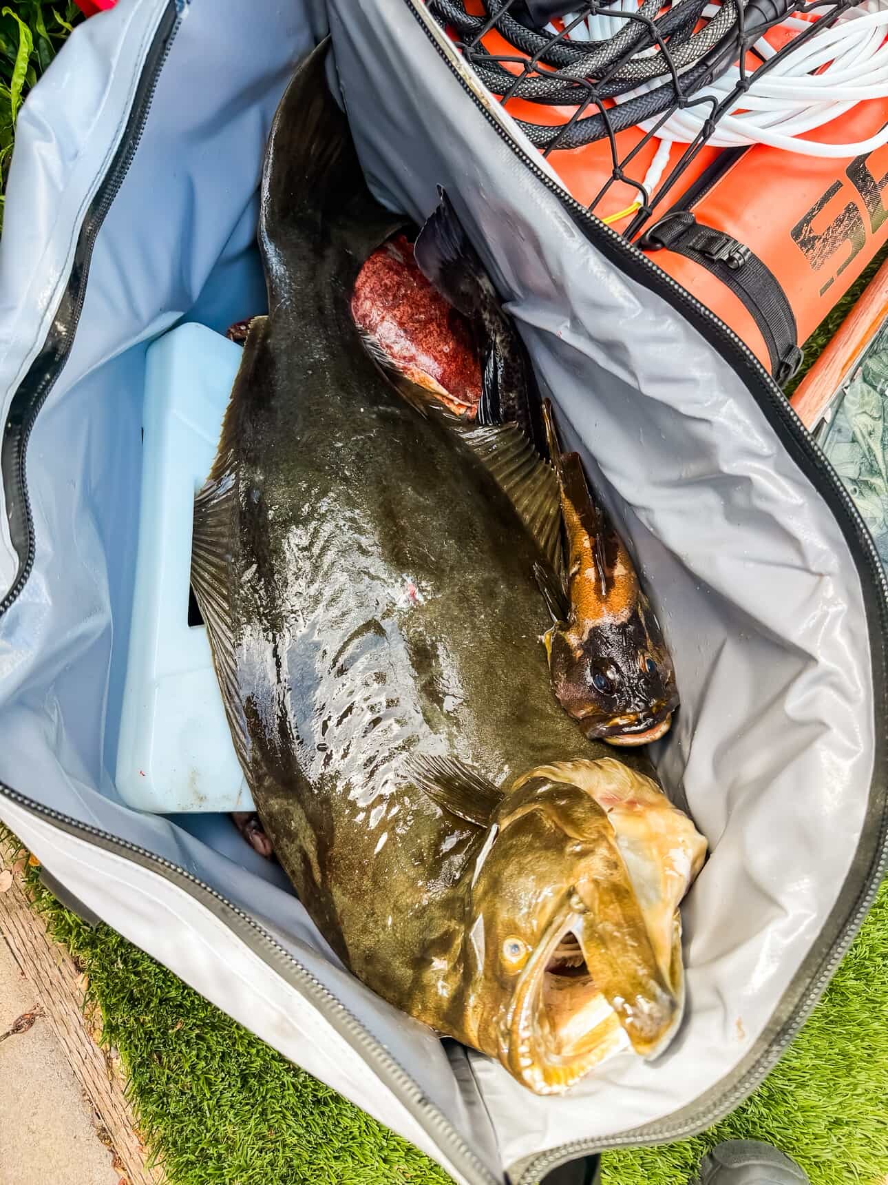 White cooler bag open with ice and whole fish inside, black zipper edge