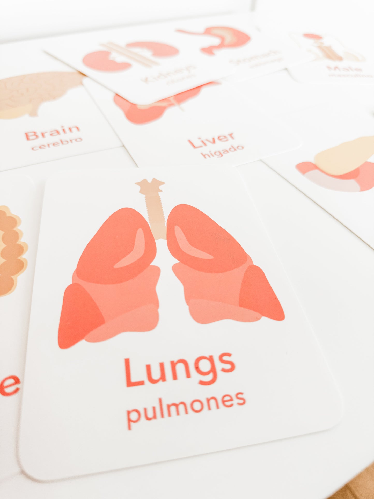 Organs Flashcards