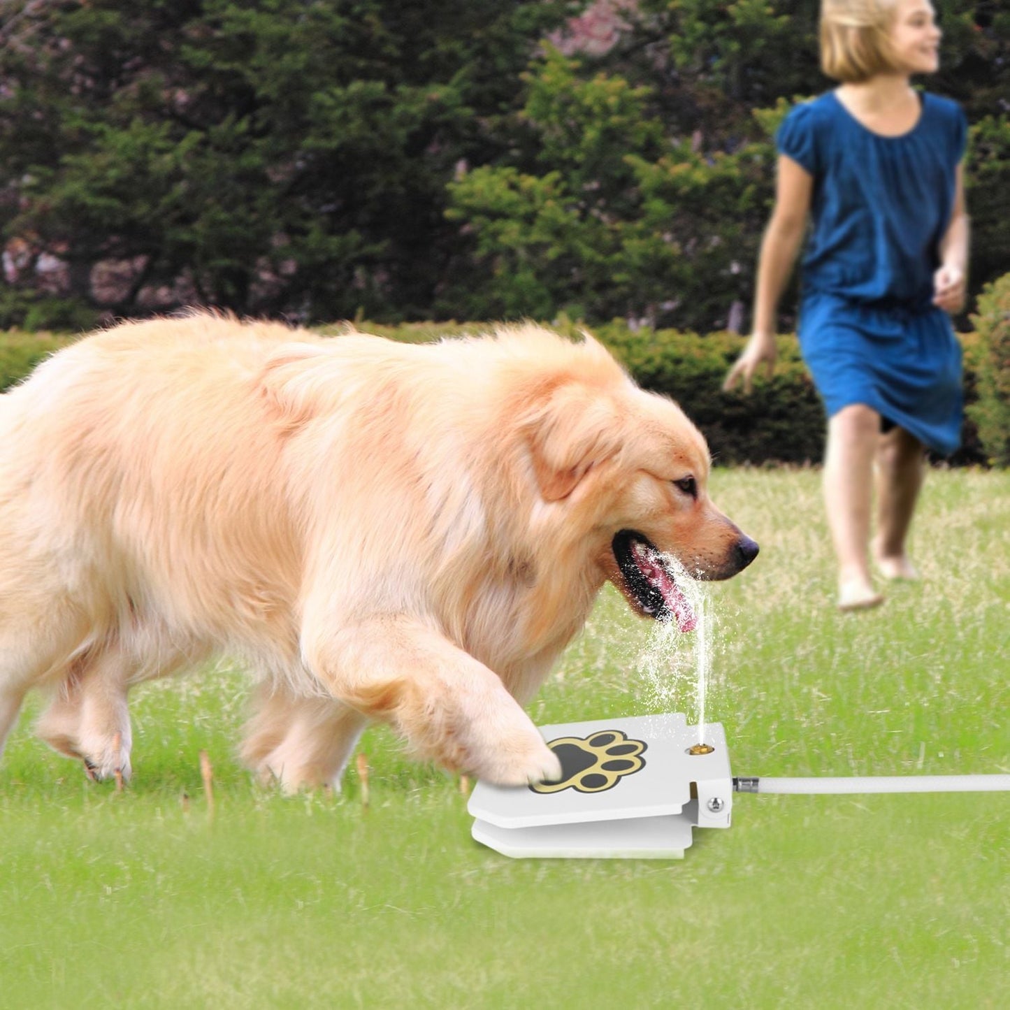 Golden dog drinking from white step-on pet water fountain with water flowing