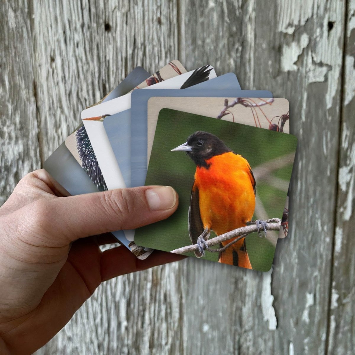Hand holding a birds themed activity card with an orange-and-black bird